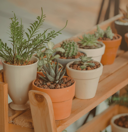 indoor-plants-2