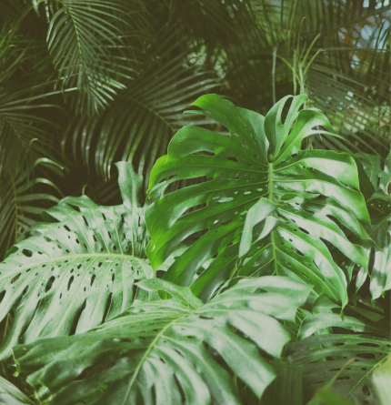 outdoor-plants-2