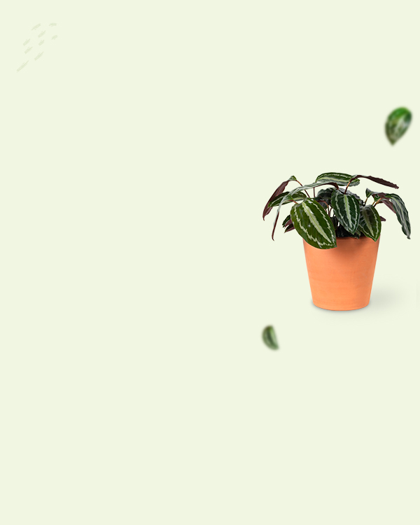 mobile-slider1