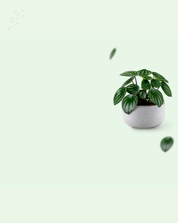 mobile-slider1