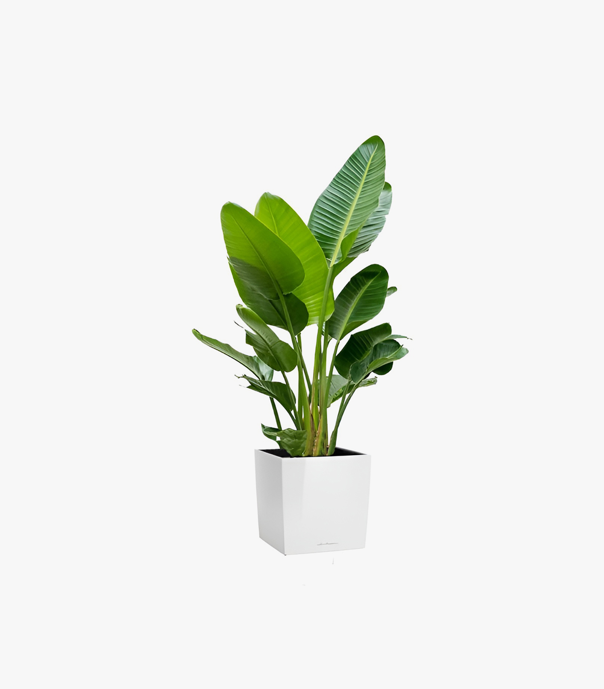 blossom-buddy-miniature-succulent-set